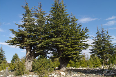 cedar