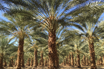 date palm