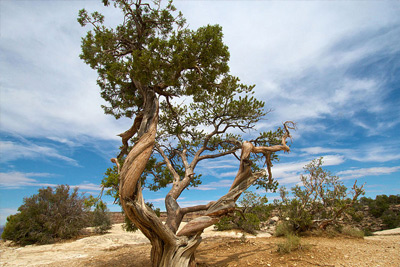 juniper