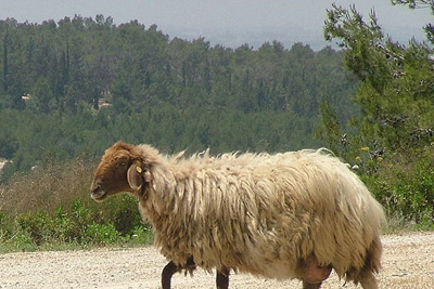 Sheep