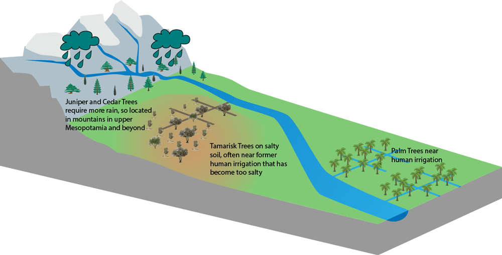 schematic of different trees in ancient mesopotamia